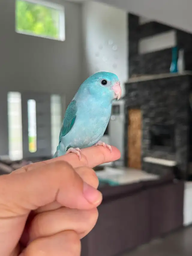 super friendly and handtame parrotlet Babies