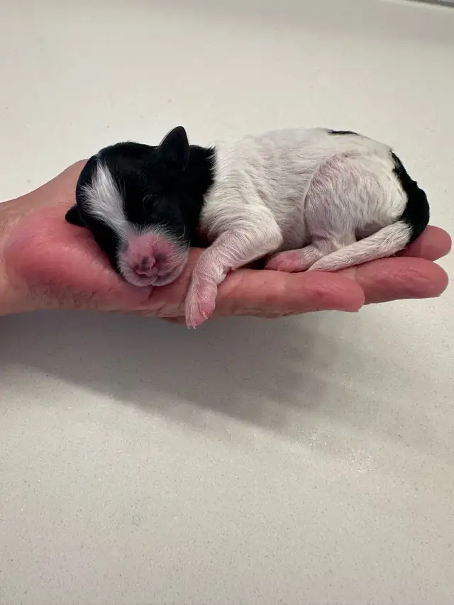 Mini Aussie Doodles
