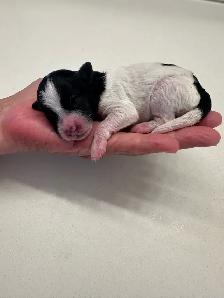 Mini Aussie Doodles