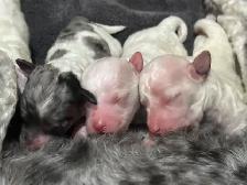 Mini Aussie Doodles - Photo 4
