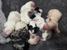 Mini Aussie Doodles - Photo 5