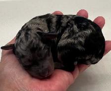 Mini Aussie Doodles - Photo 7