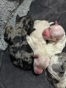 Mini Aussie Doodles - Photo 8