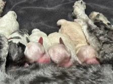 Mini Aussie Doodles - Photo 9