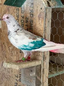 indian high flyer pigeons