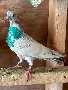 indian high flyer pigeons - Photo 2