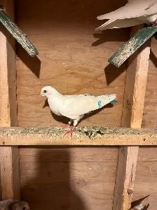 indian high flyer pigeons - Photo 3