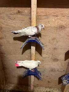 indian high flyer pigeons - Photo 4