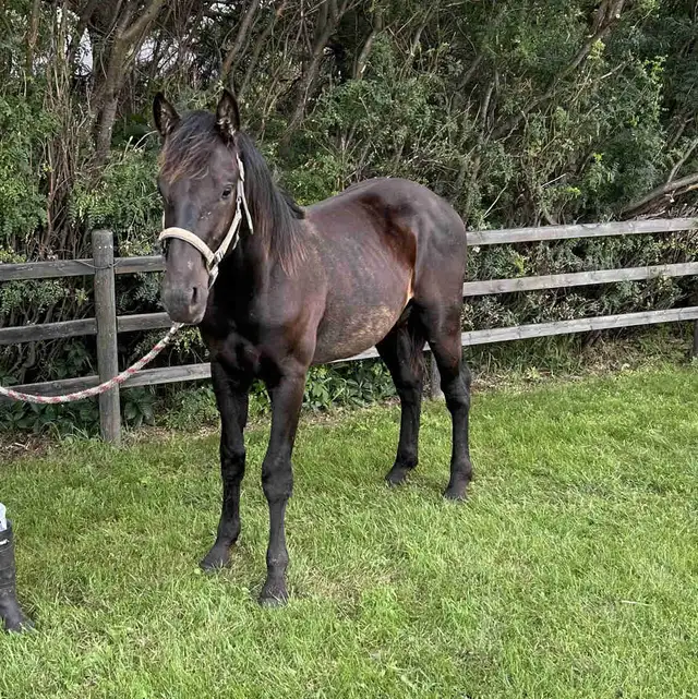Percheron x Quarter horse Cross Yearling