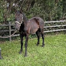 Percheron x Quarter horse Cross Yearling