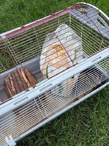 Rabbit cage - Photo 2
