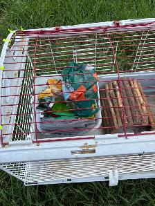 Rabbit cage - Photo 3