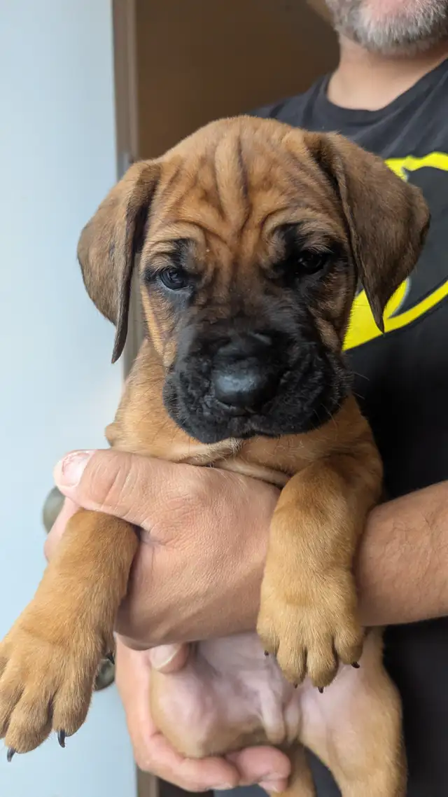 English mastiff puppies