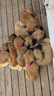 English mastiff puppies - Photo 2