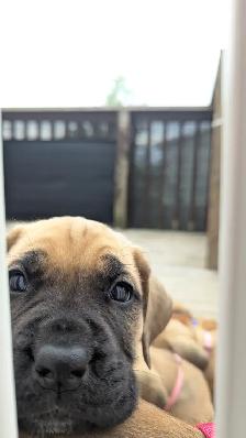 English mastiff puppies - Photo 3