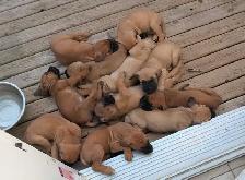 English mastiff puppies - Photo 4