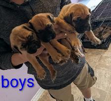 English mastiff puppies - Photo 5