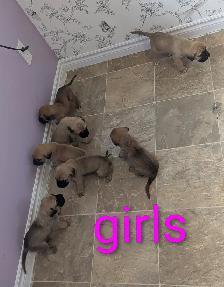 English mastiff puppies - Photo 6