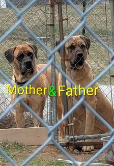 English mastiff puppies - Photo 7