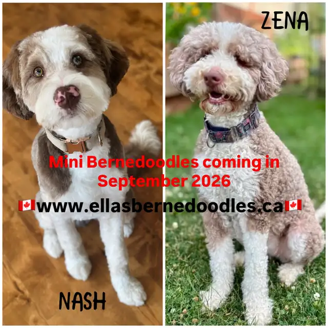 MINI BERNEDOODLES UPCOMING LITTER