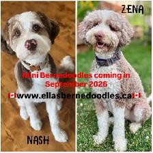 MINI BERNEDOODLES UPCOMING LITTER
