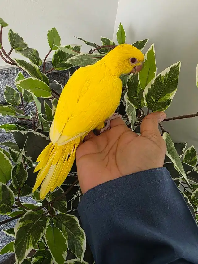 Indian Ringneck Baby Lutino