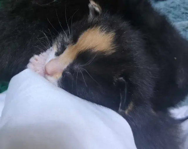 Polydactyl Maine Coon Cross Kittens