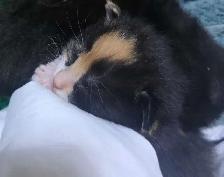 Polydactyl Maine Coon Cross Kittens