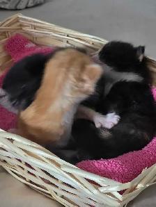 Polydactyl Maine Coon Cross Kittens - Photo 2