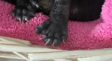 Polydactyl Maine Coon Cross Kittens - Photo 3