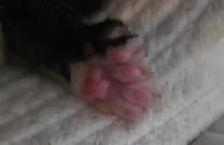 Polydactyl Maine Coon Cross Kittens - Photo 4