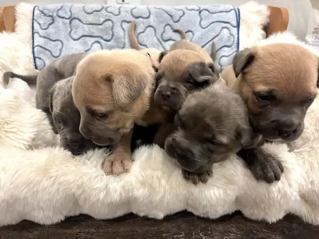 cane corso puppies