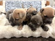 cane corso puppies