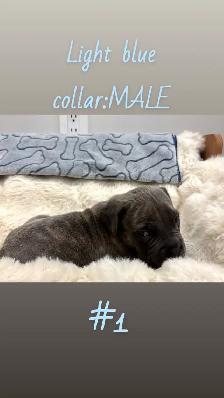 cane corso puppies - Photo 2