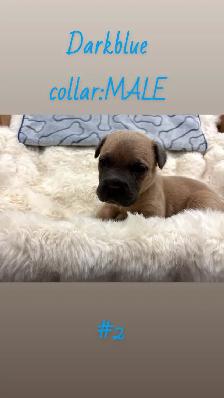 cane corso puppies - Photo 3