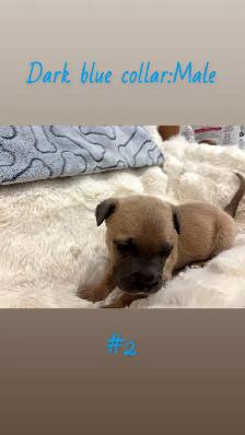 cane corso puppies - Photo 4