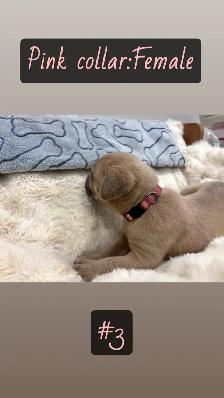 cane corso puppies - Photo 6