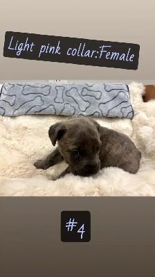 cane corso puppies - Photo 7