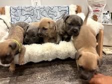 cane corso puppies - Photo 8