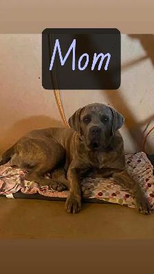 cane corso puppies - Photo 9
