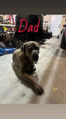 cane corso puppies - Photo 10