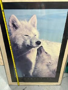 Large wolf picture