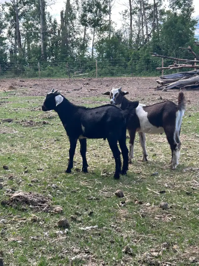 Mini Nubian Buckling