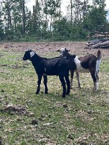 Mini Nubian Buckling