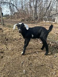 Mini Nubian Buckling - Photo 3