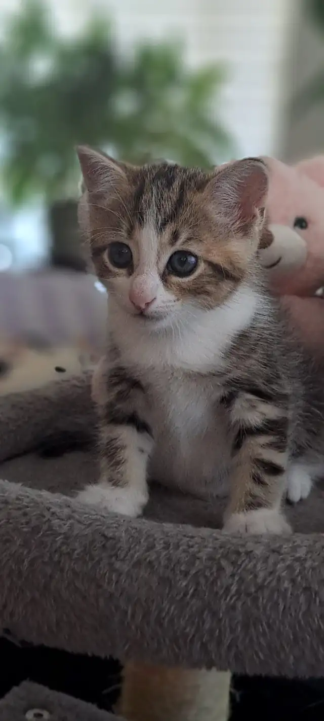 Chatons hypoallergeniques// hypoallergenics kittens