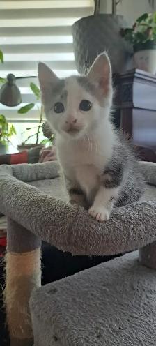 Chatons hypoallergeniques// hypoallergenics kittens - Photo 2