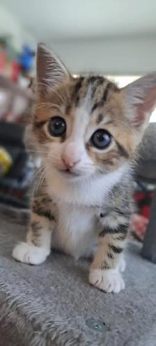 Chatons hypoallergeniques// hypoallergenics kittens - Photo 3