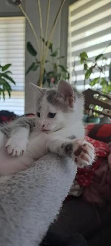 Chatons hypoallergeniques// hypoallergenics kittens - Photo 4