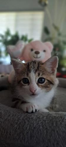 Chatons hypoallergeniques// hypoallergenics kittens - Photo 5